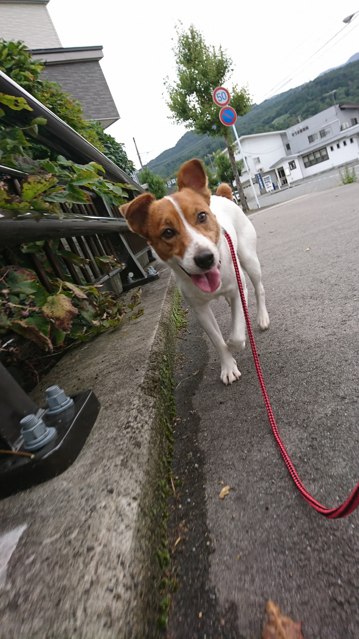 ジャックラッセルのマロンちゃん お泊まりの様子