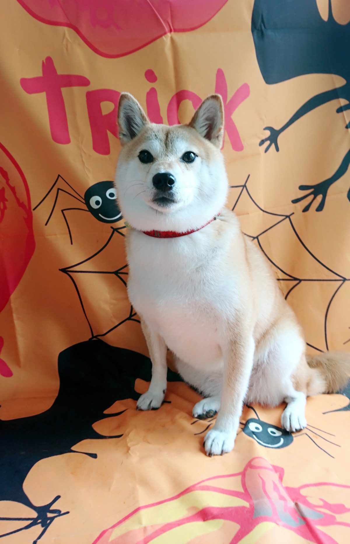 柴のむぎなちゃん グルーミングコース