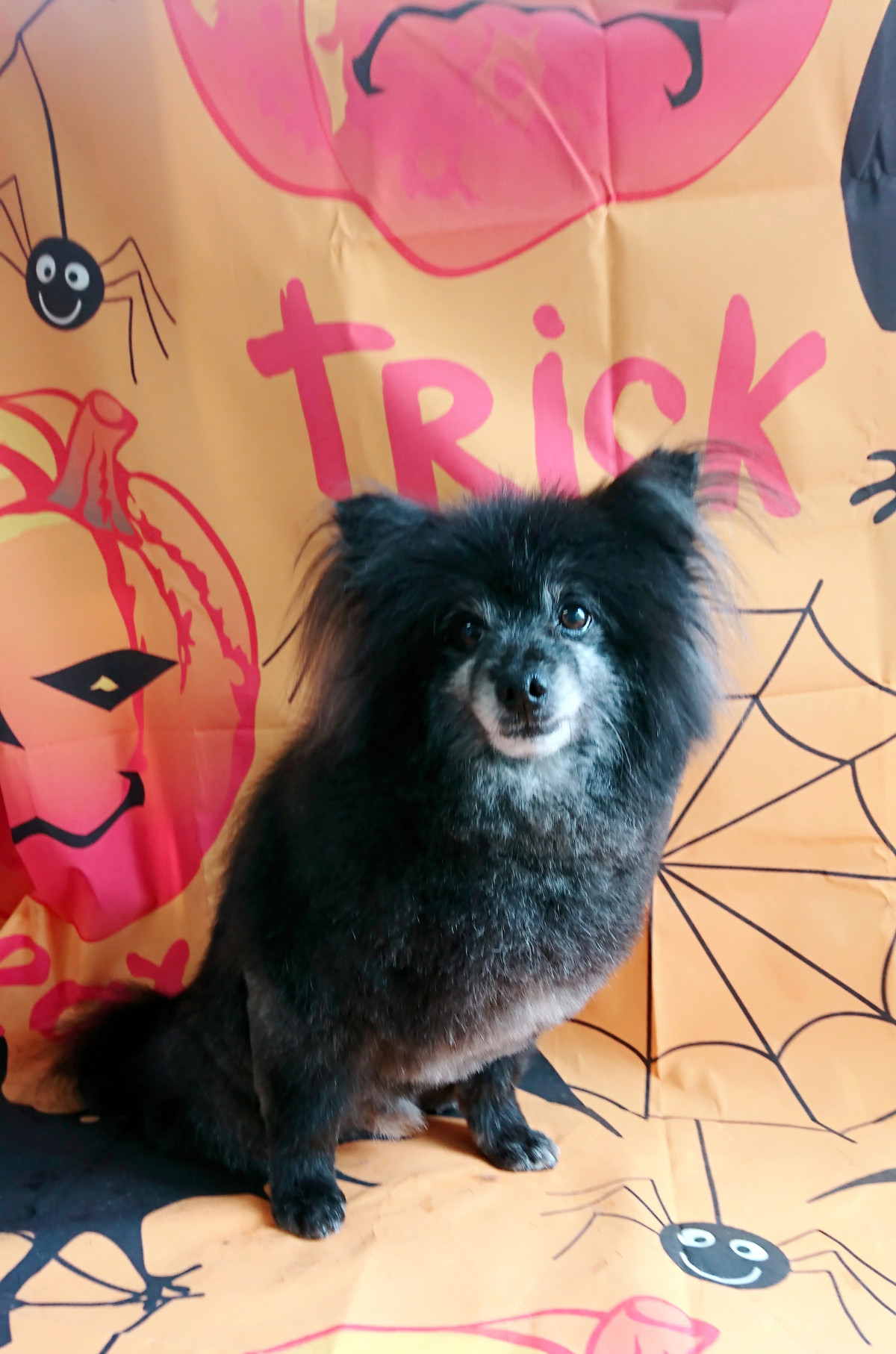 ポメラニアンの黒まめちゃん トリミングコース