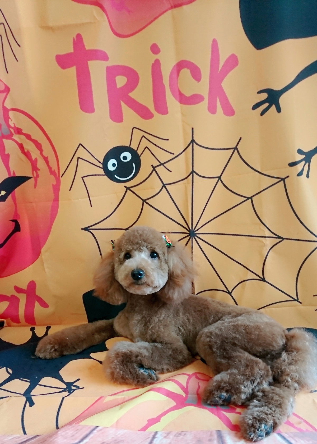 プードルのレオちゃん トリミングコース