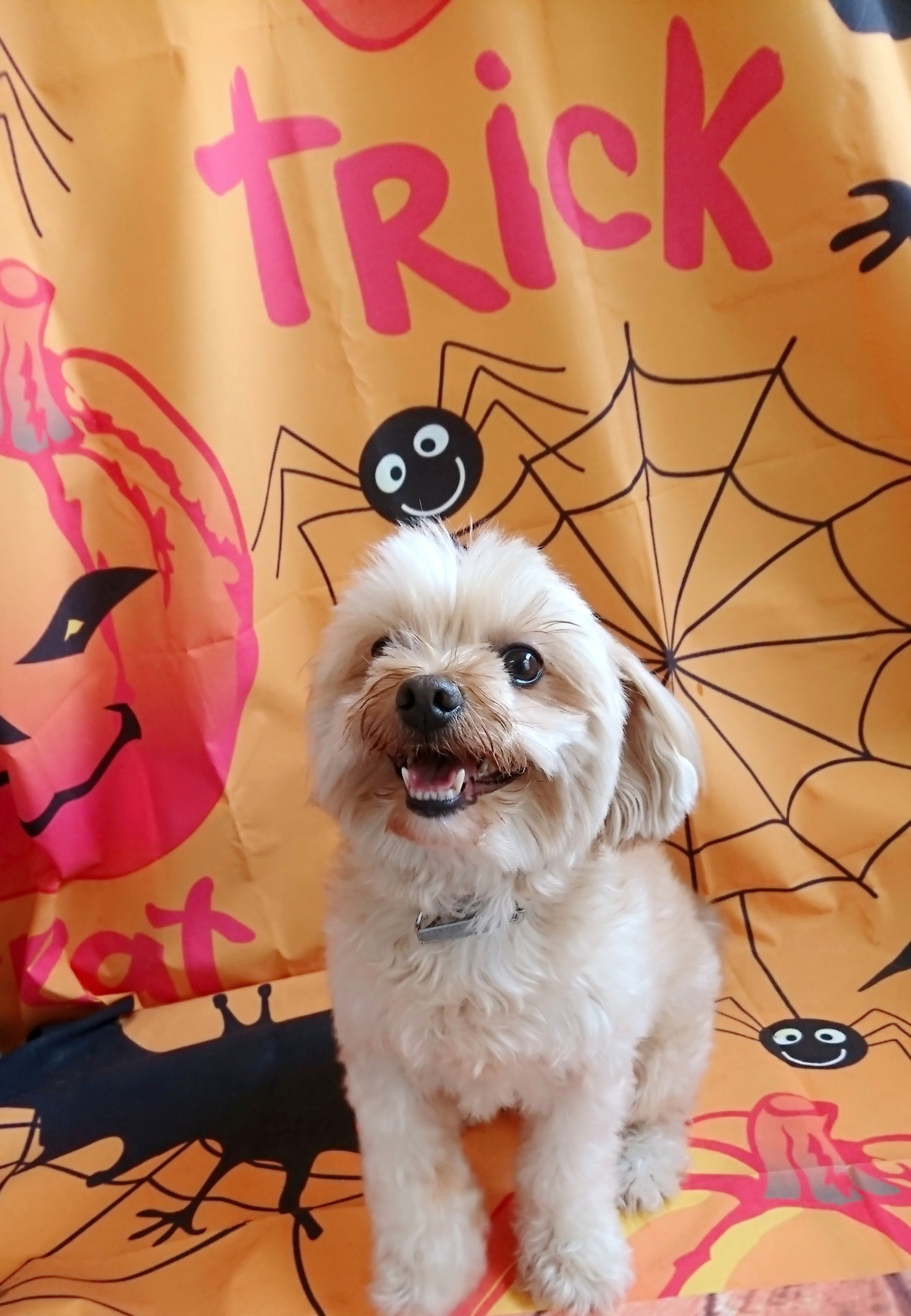 MIXのぎんじちゃん お爪切り