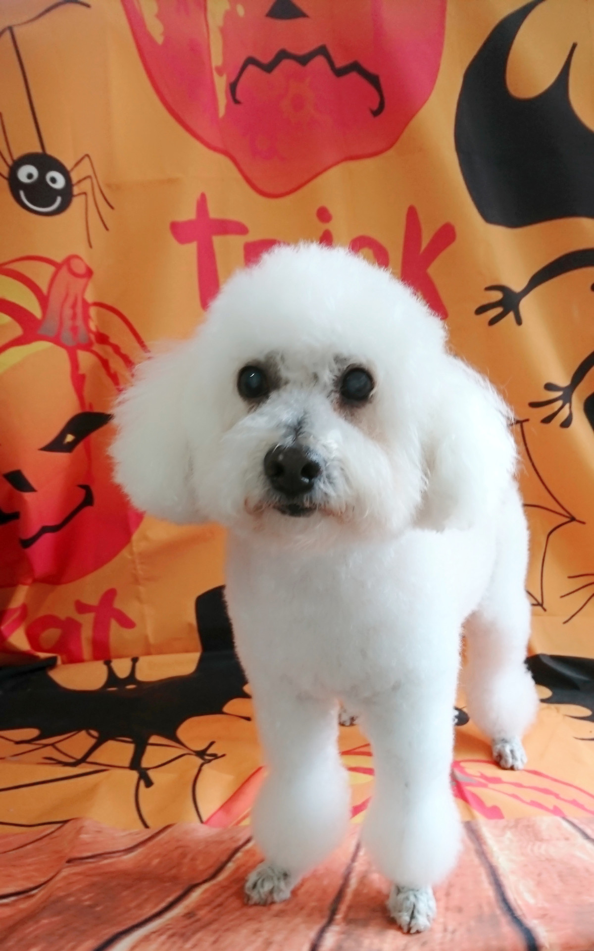 プードルのモコちゃん シャンプーコース デンタル