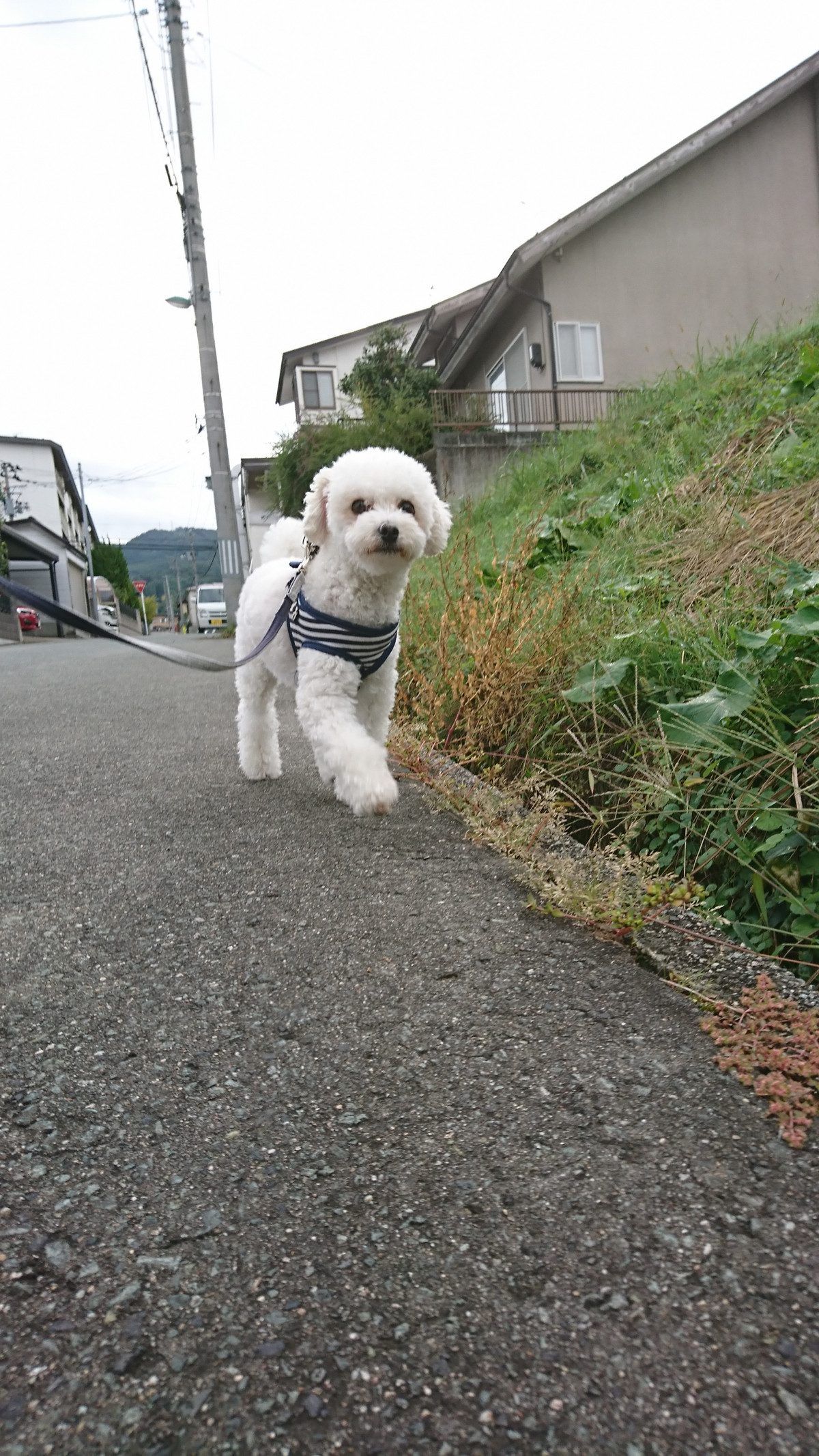 プードルの白玉ちゃん お泊まりの様子