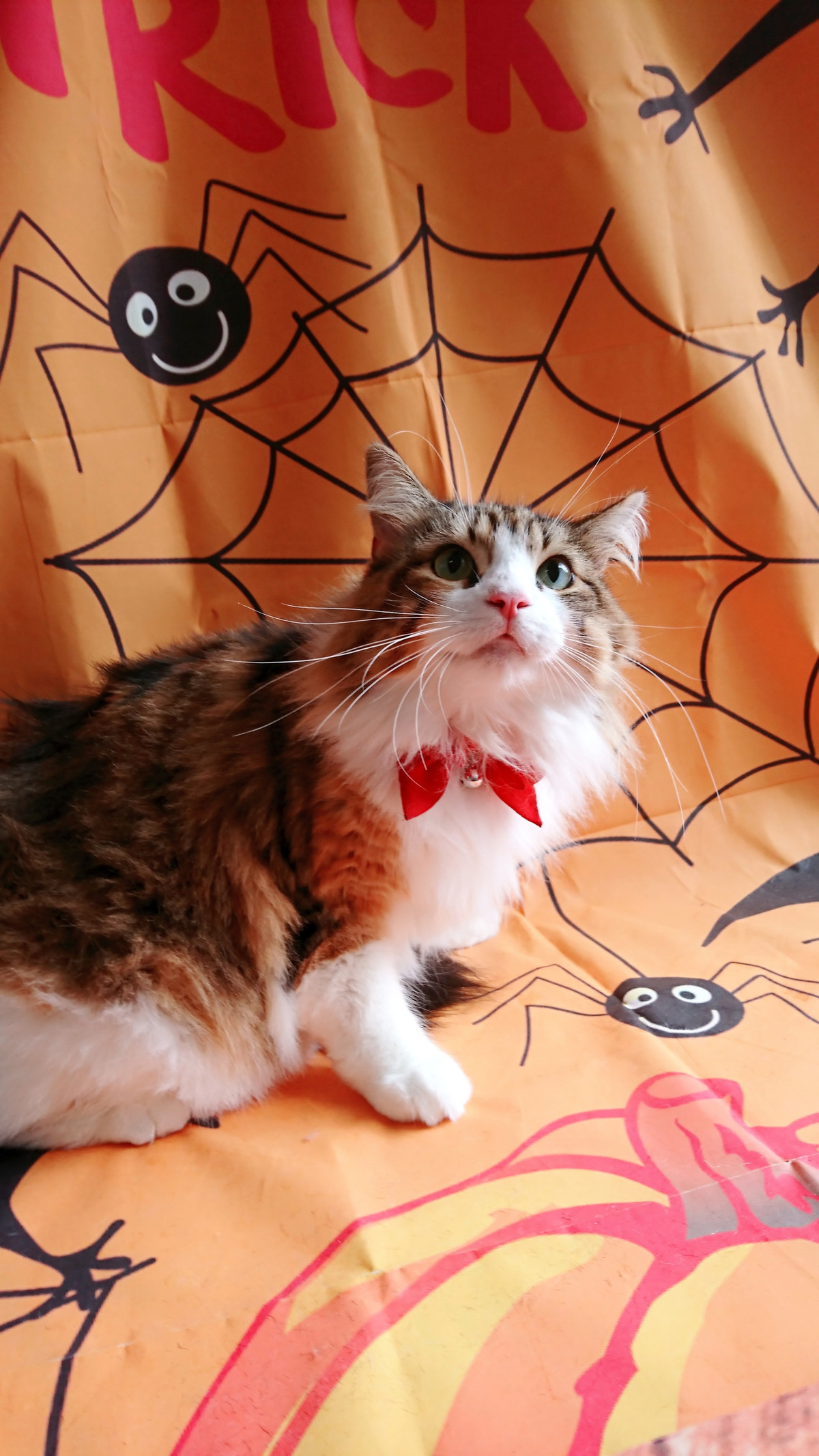 猫のミニョンちゃん お爪切り