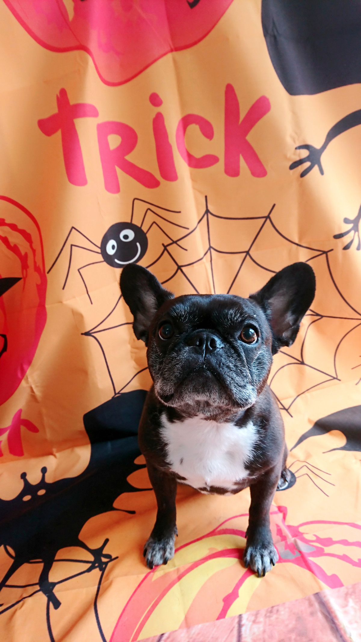 フレブルのはなちゃん グルーミングコース