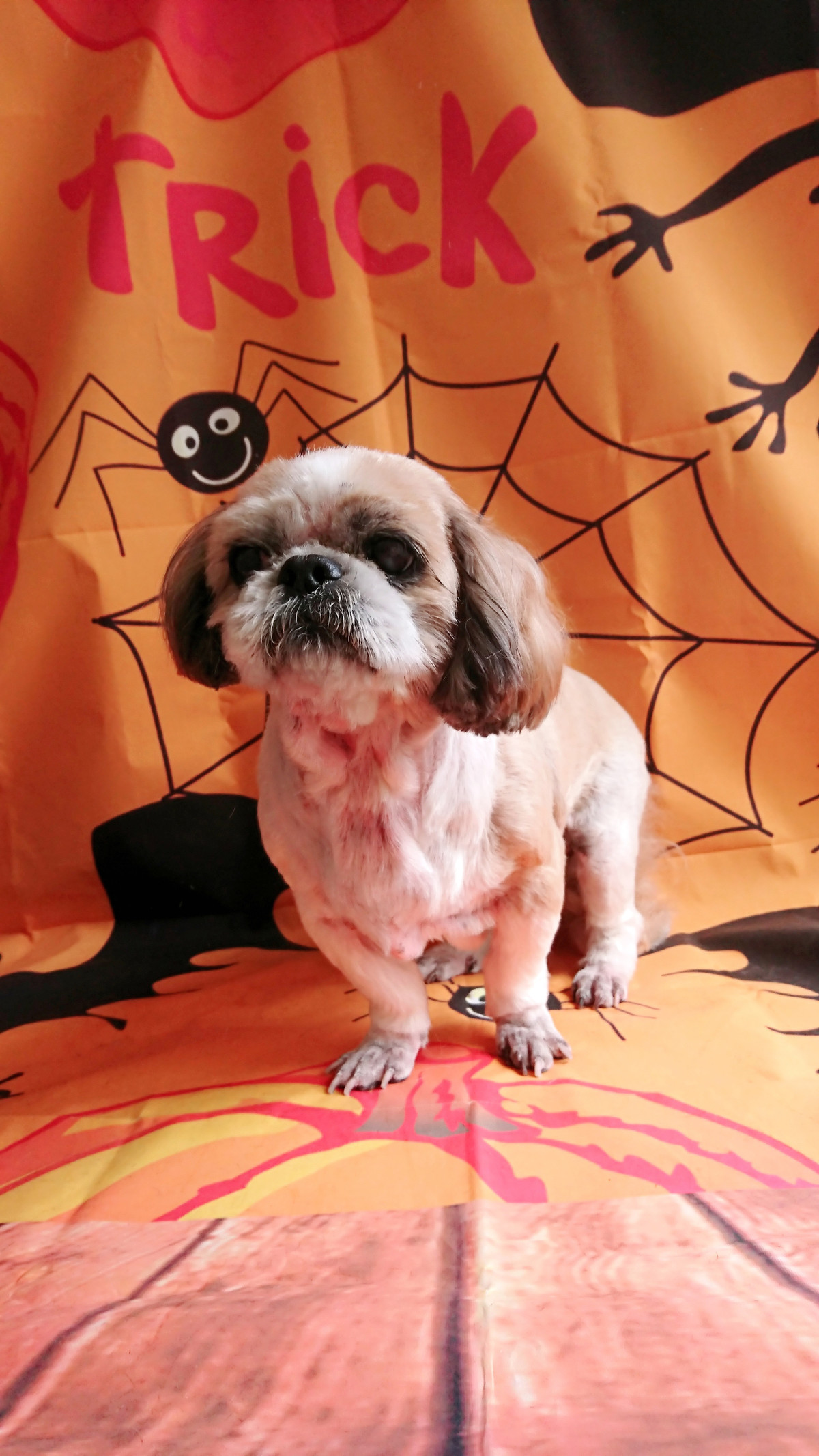 シーズーのこころちゃん トリミングコース