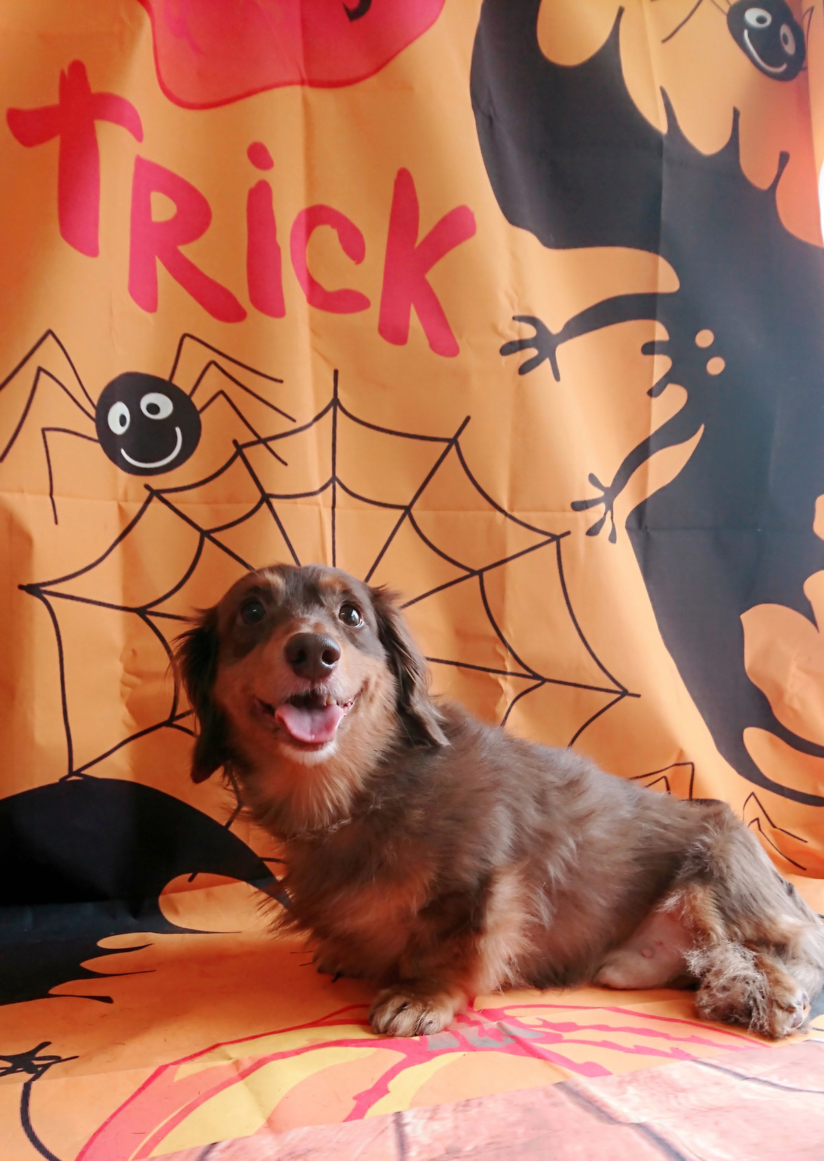 ダックスのレオンちゃん お爪切り