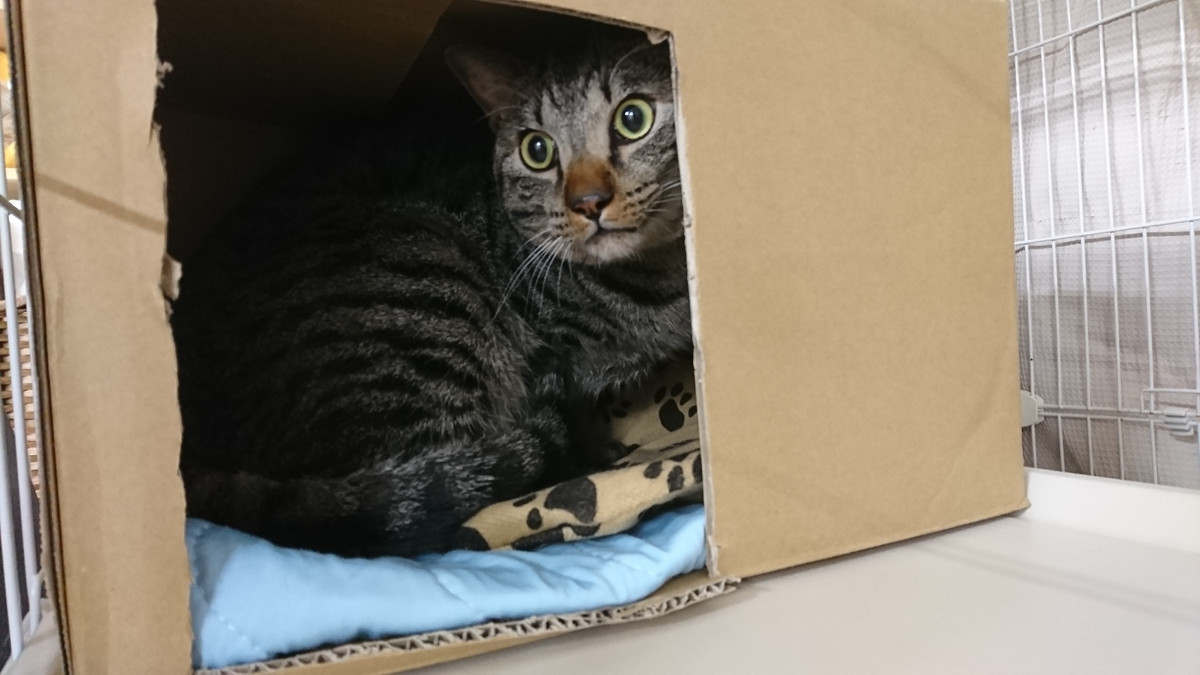 猫の虎太郎ちゃん お泊まりの様子