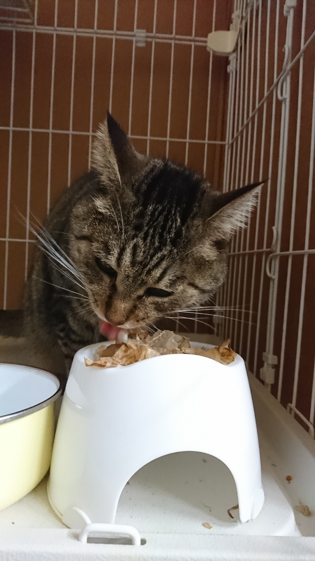 猫のたまちゃん お泊まりの様子