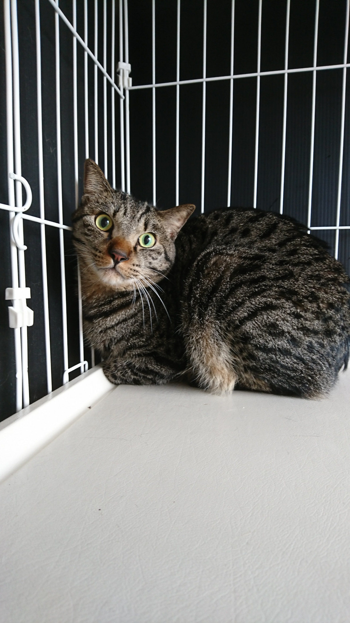 猫の虎太郎ちゃん お泊まりの様子