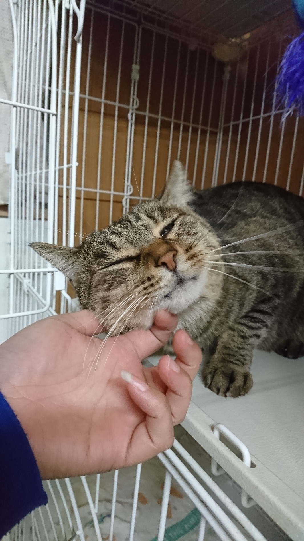 猫のたまちゃん お泊まりの様子