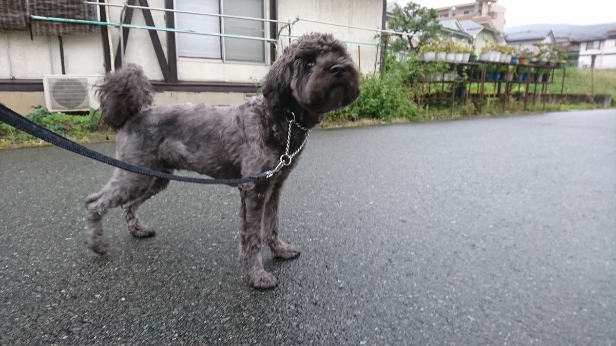 シーズーのナナちゃん&シュナウザーのあんこちゃん お泊まりの様子
