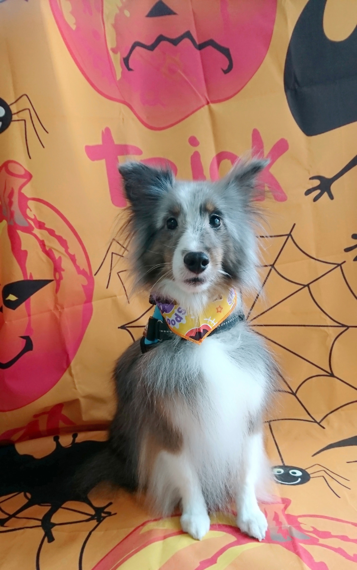 シェルティのそらちゃん グルーミングコース