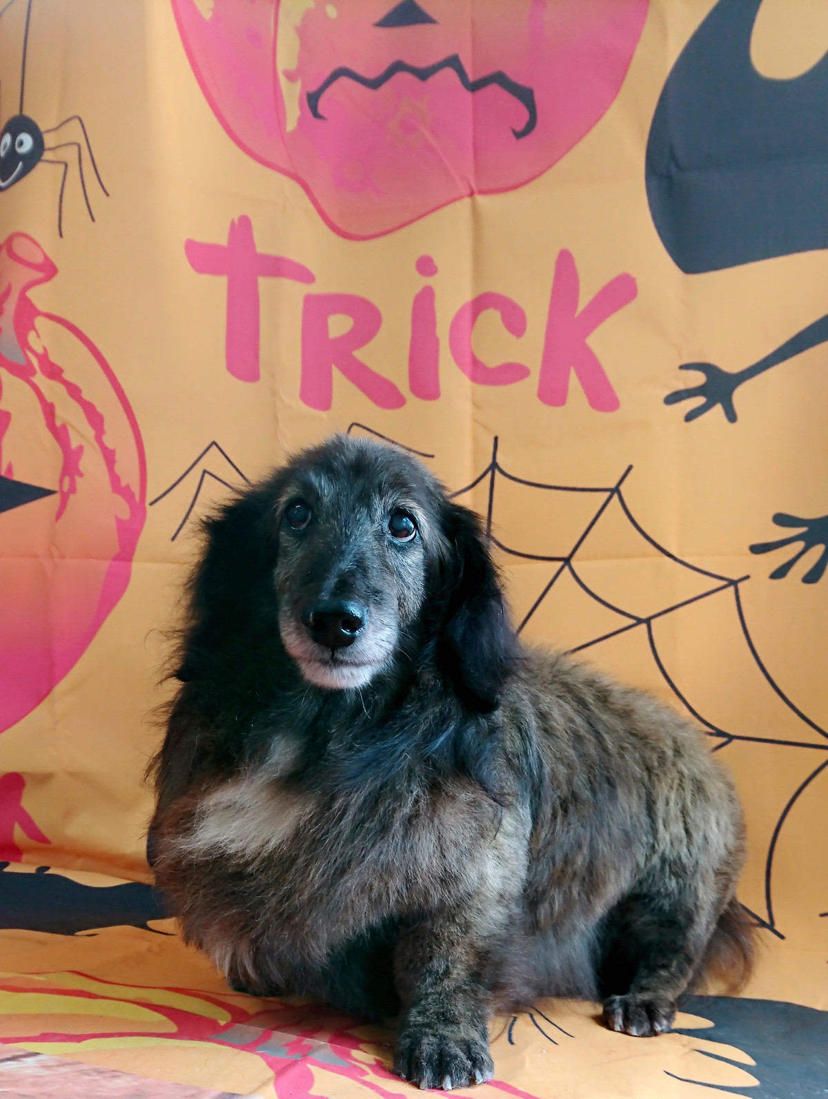 ダックスのマイロちゃん グルーミングコース