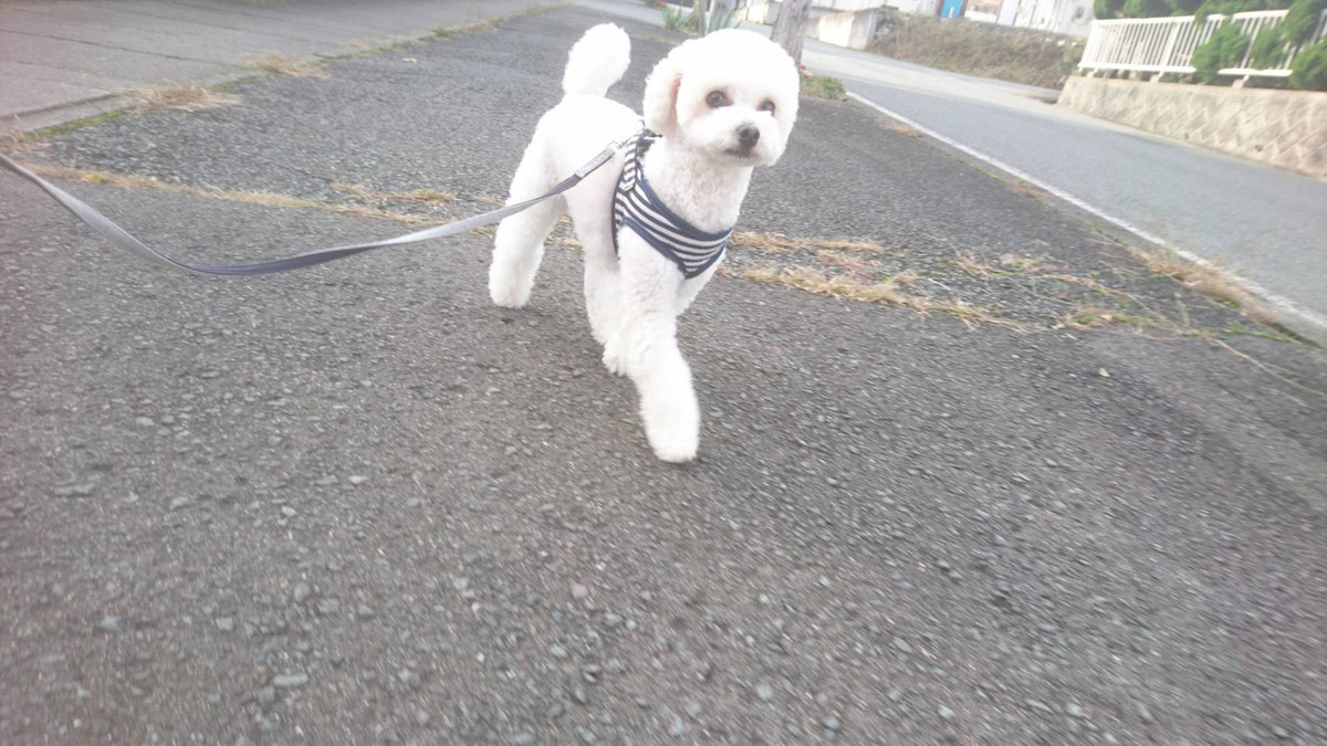 プードルの白玉ちゃん お泊まりの様子