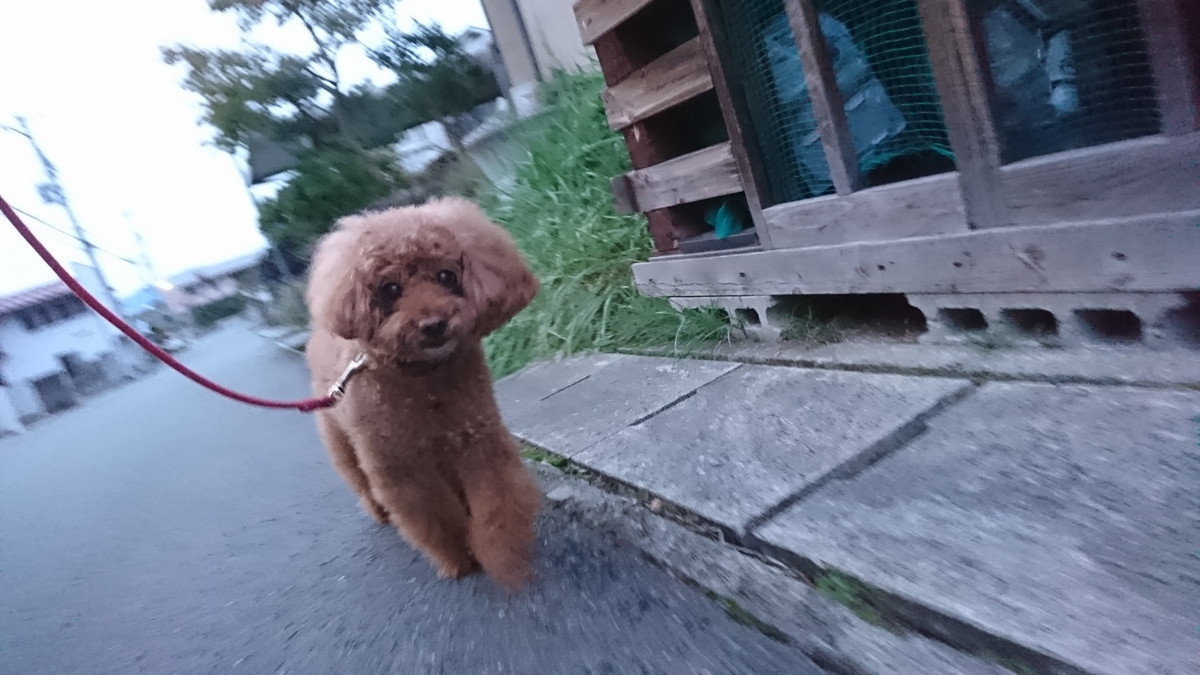 プードルのメイプルちゃん お泊まりの様子