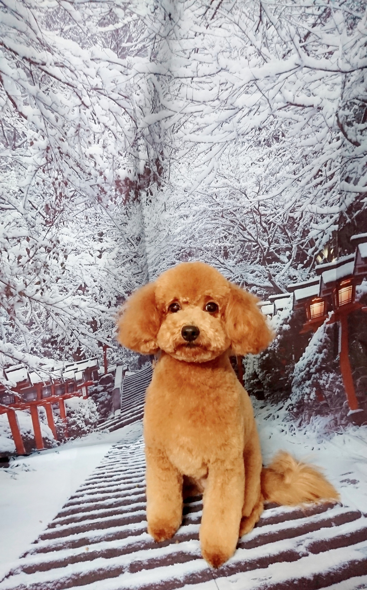 マルチーズ×プードルのキャンディーちゃん トリミングコース