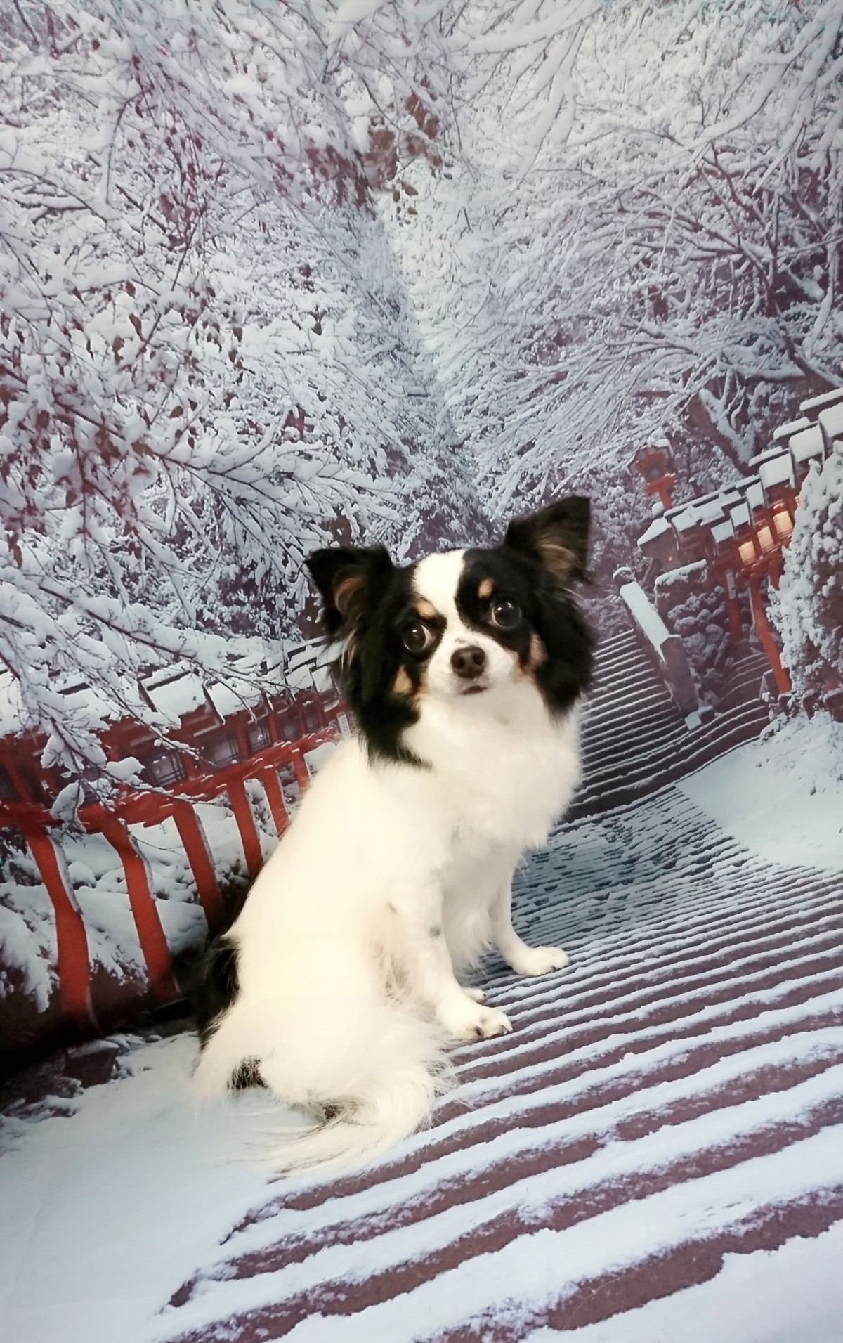 チワワのはなちゃん グルーミングコース 部分カット