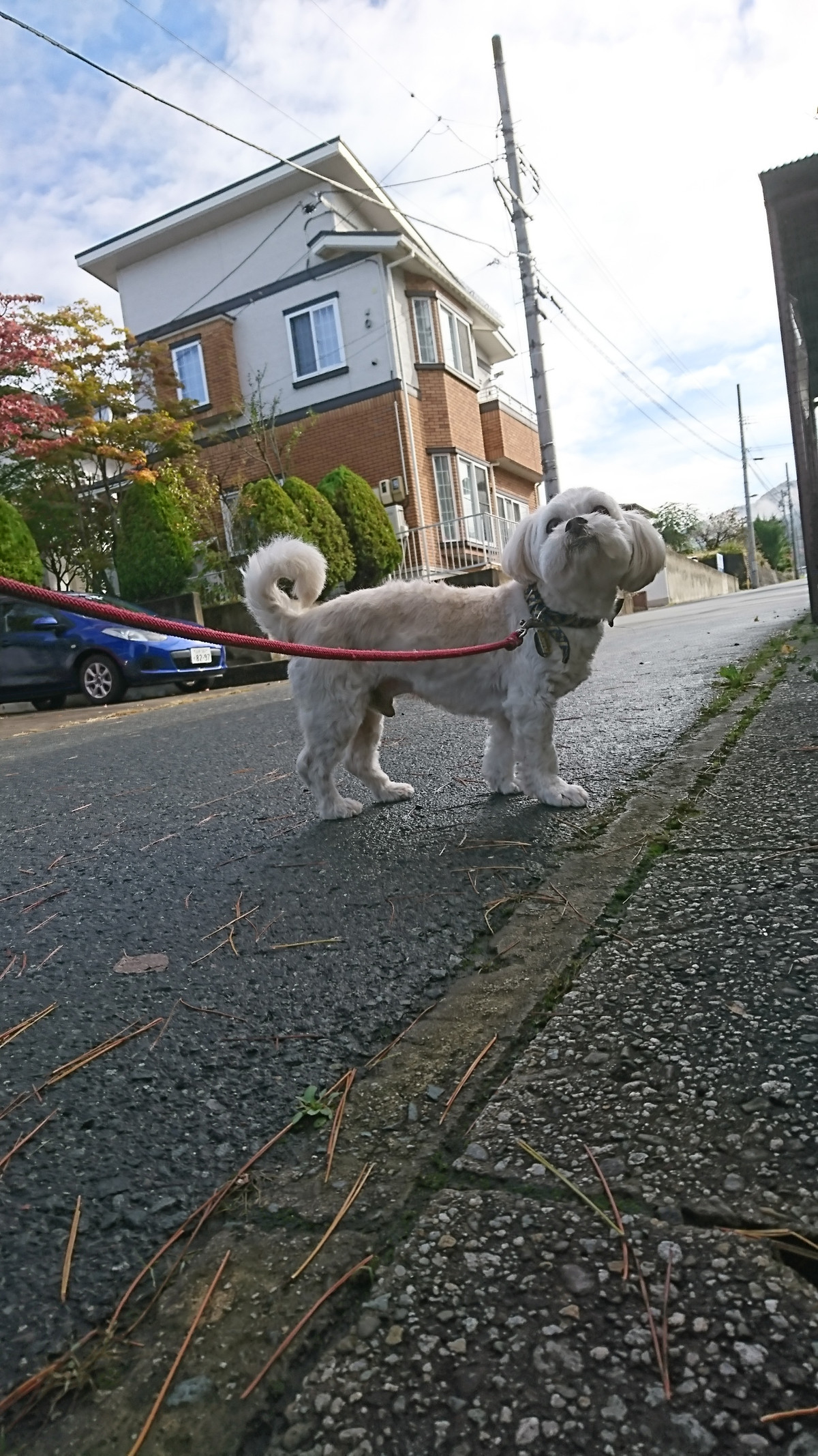 MIXのくっきーちゃん お泊まりの様子