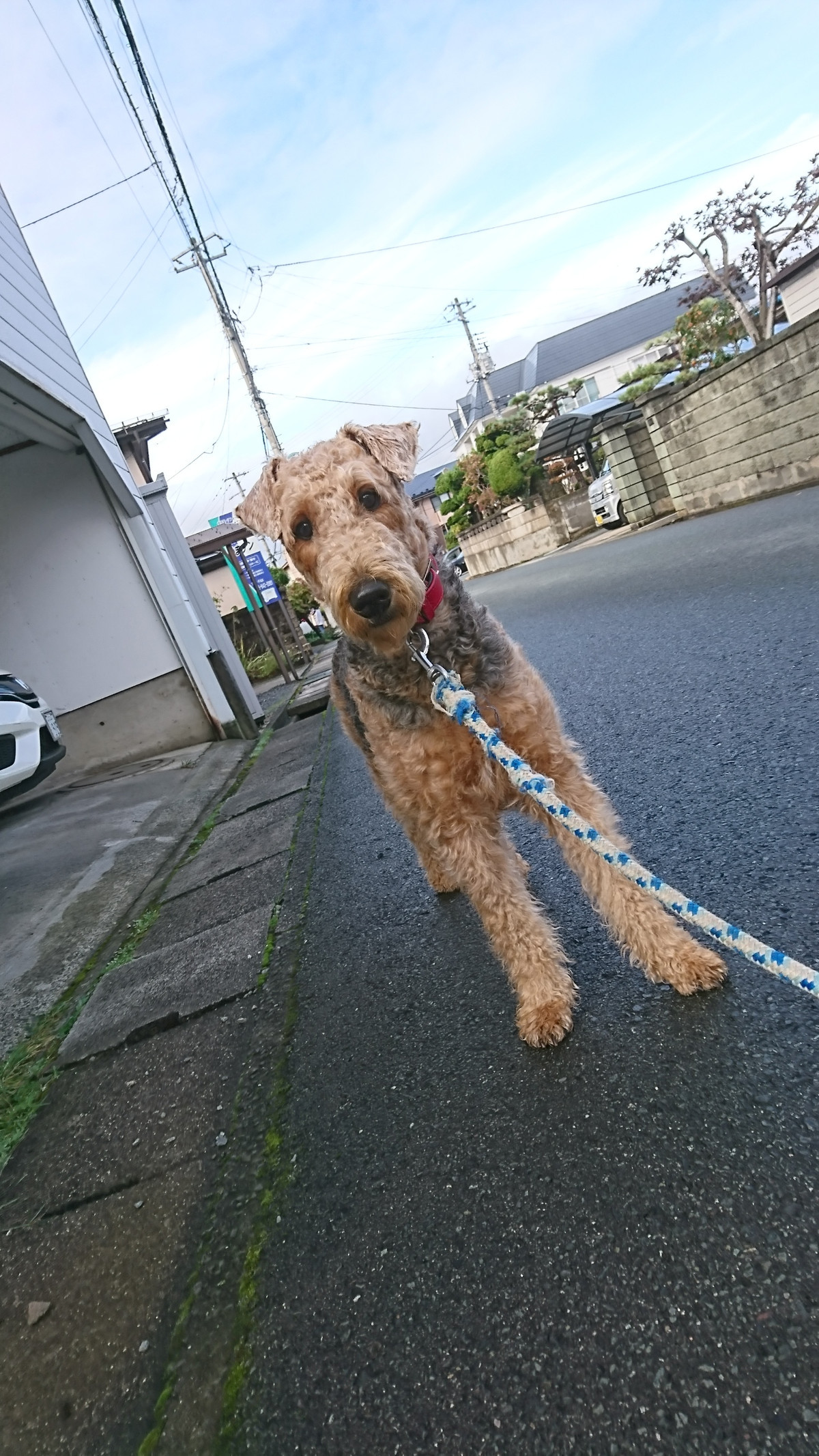 エアデールテリアのエヴリンちゃん お泊まりの様子