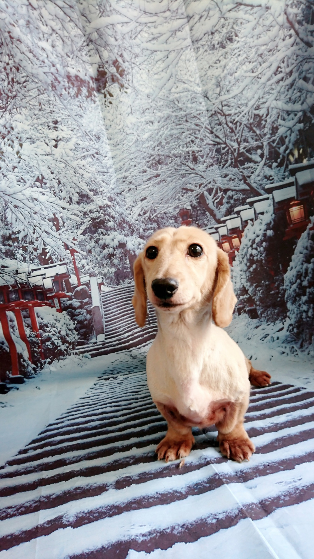 ダックスのコハルちゃん&カンナちゃん トリミングコース