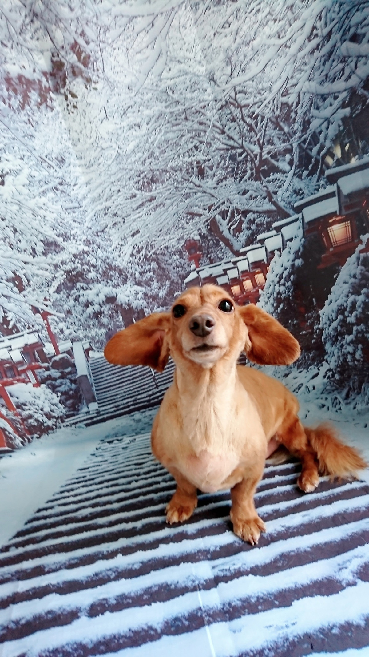 ダックスのコハルちゃん&カンナちゃん トリミングコース