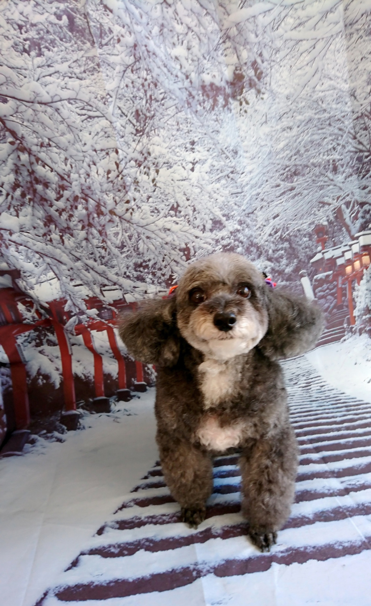 プードルのビビアンちゃん&ココちゃん グルーミングコース 部分カット デンタル