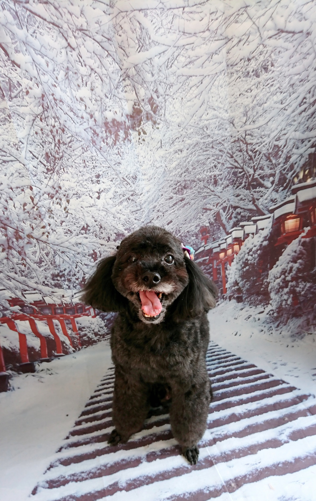 プードルのビビアンちゃん&ココちゃん グルーミングコース 部分カット デンタル