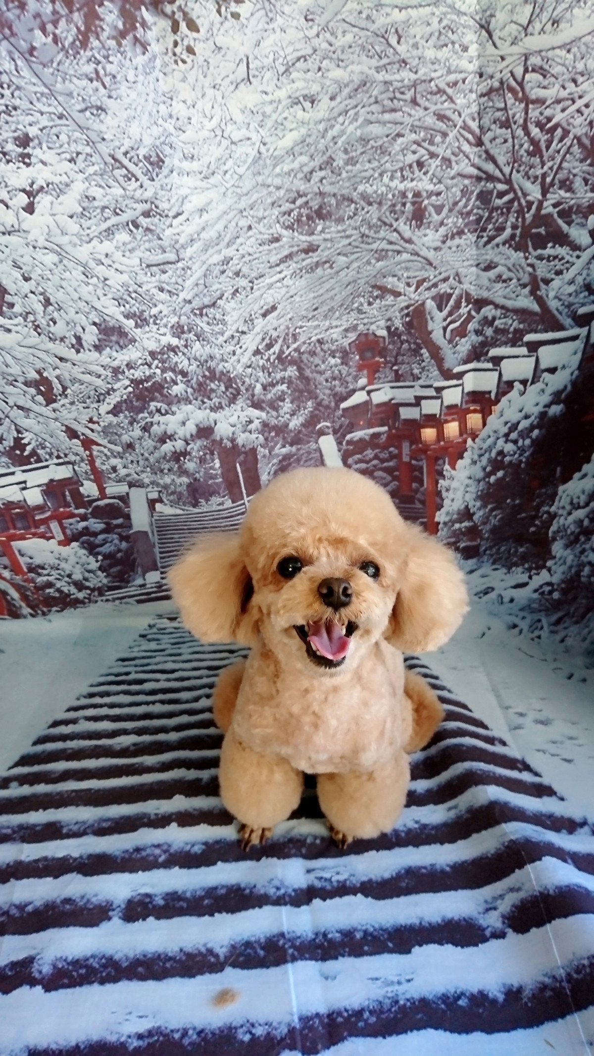 プードルの岳ちゃん トリミングコース