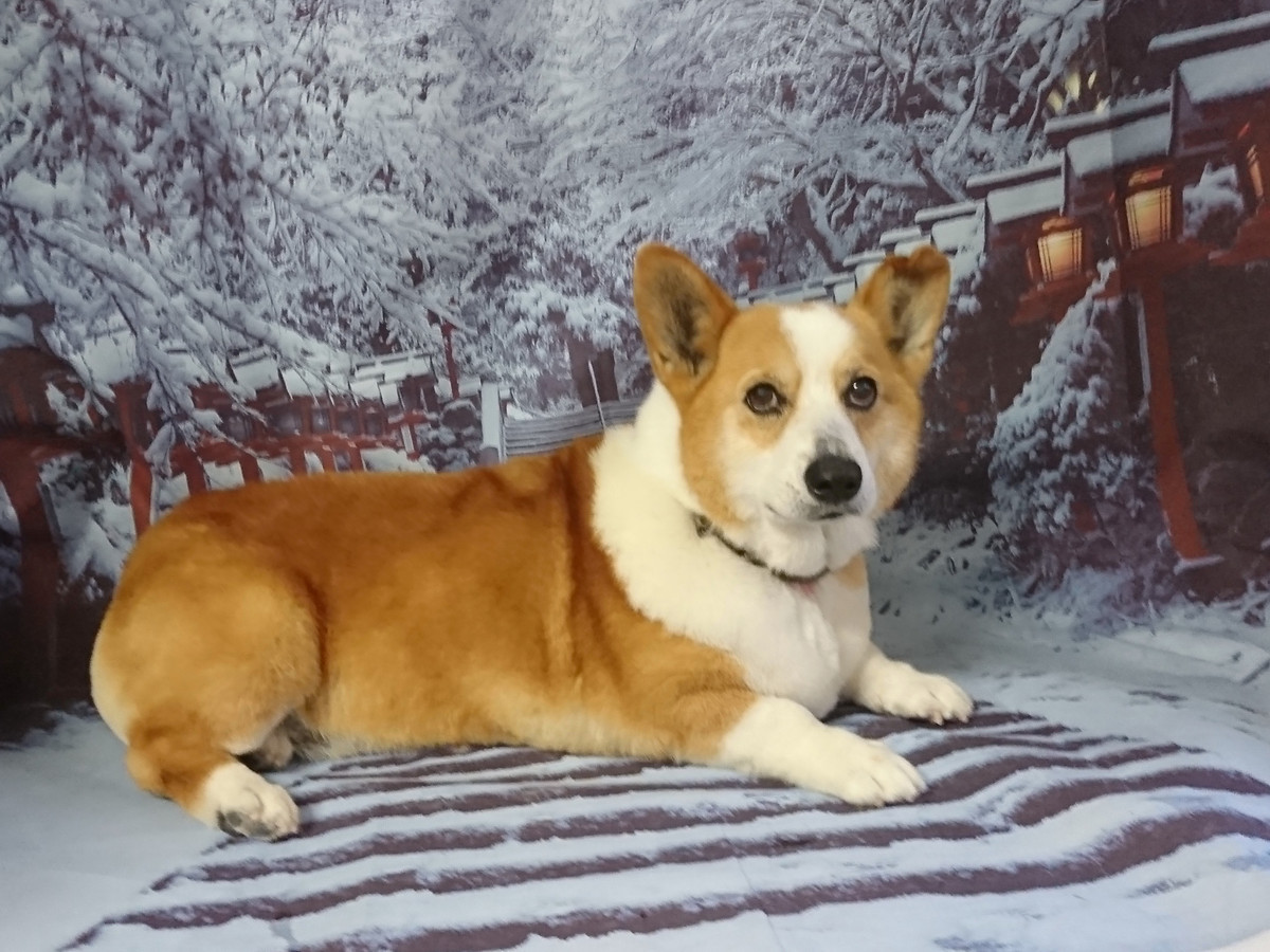 コーギーのロビーちゃん グルーミングコース 部分カット