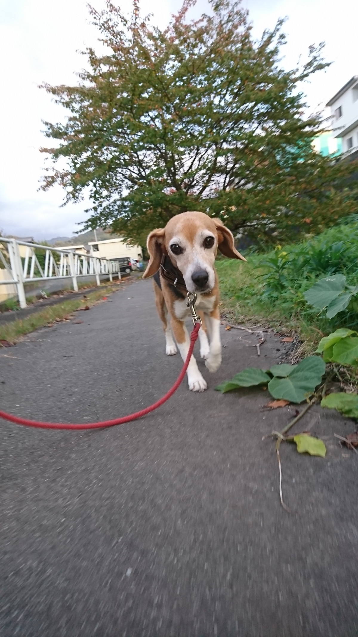 ビーグルのたぁちゃん お泊まりの様子