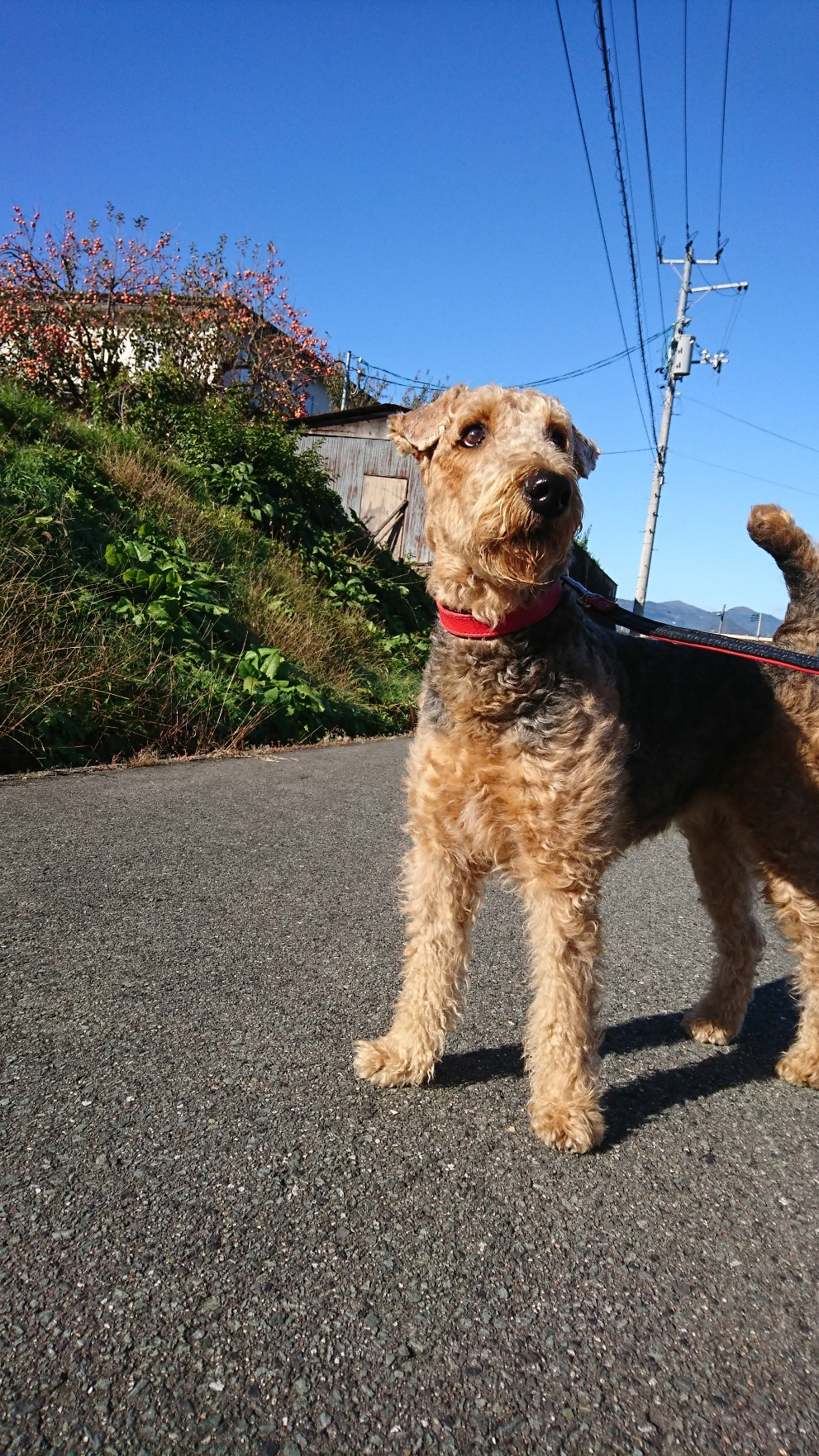 エアデールテリアのエヴリンちゃん お泊まりの様子