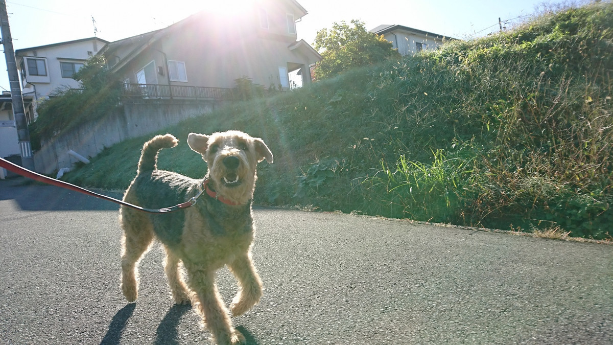 エアデールテリアのエヴリンちゃん お泊まりの様子