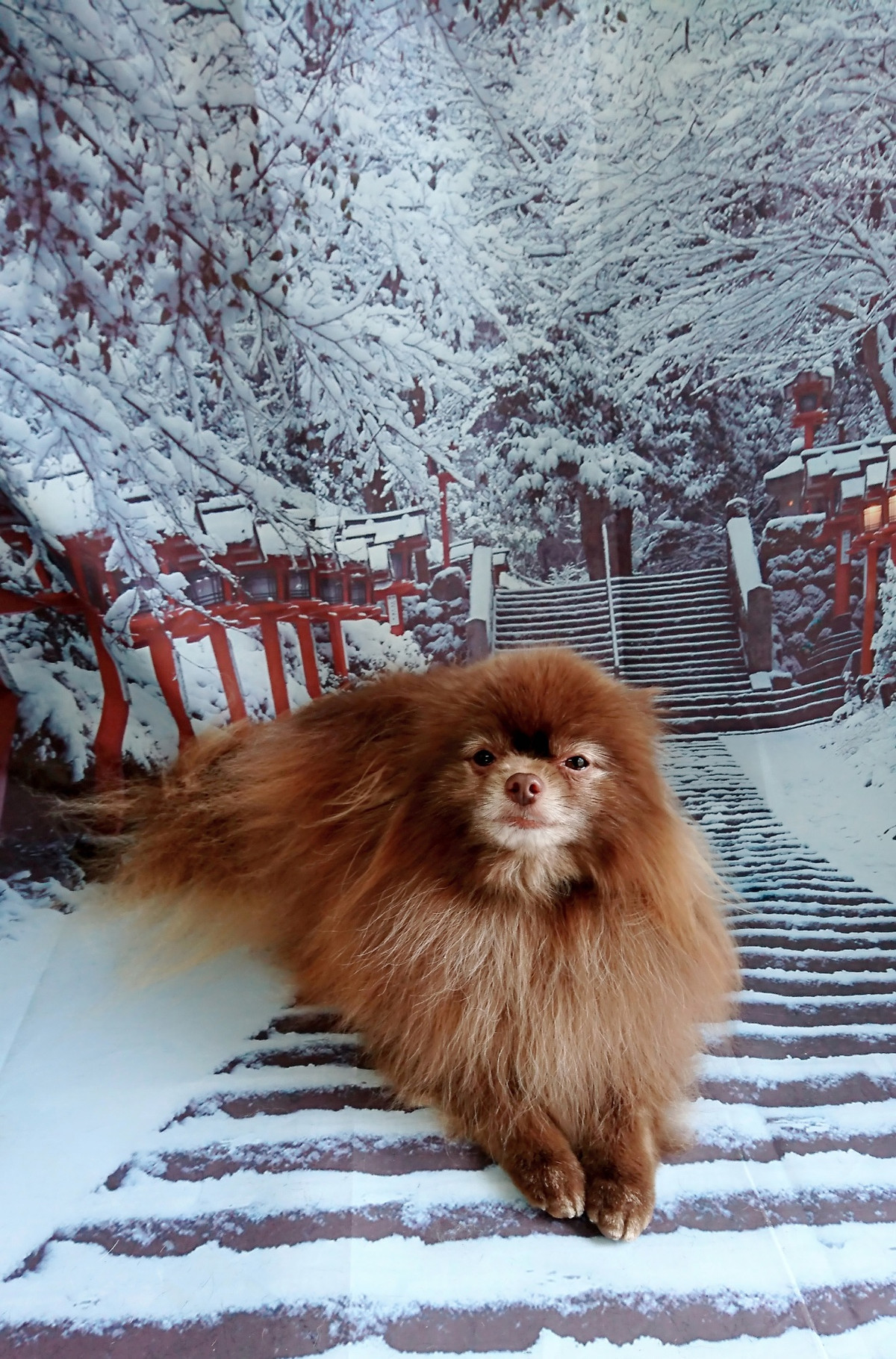 ポメラニアンのくりちゃん&くるちゃん グルーミングコース