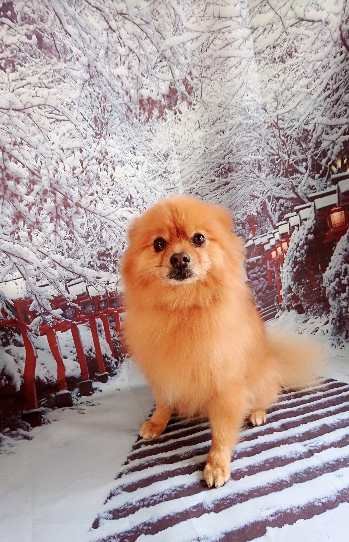 ポメラニアンのくりちゃん&くるちゃん グルーミングコース