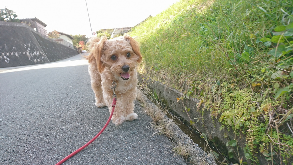 MIXのロンちゃん お泊まりの様子