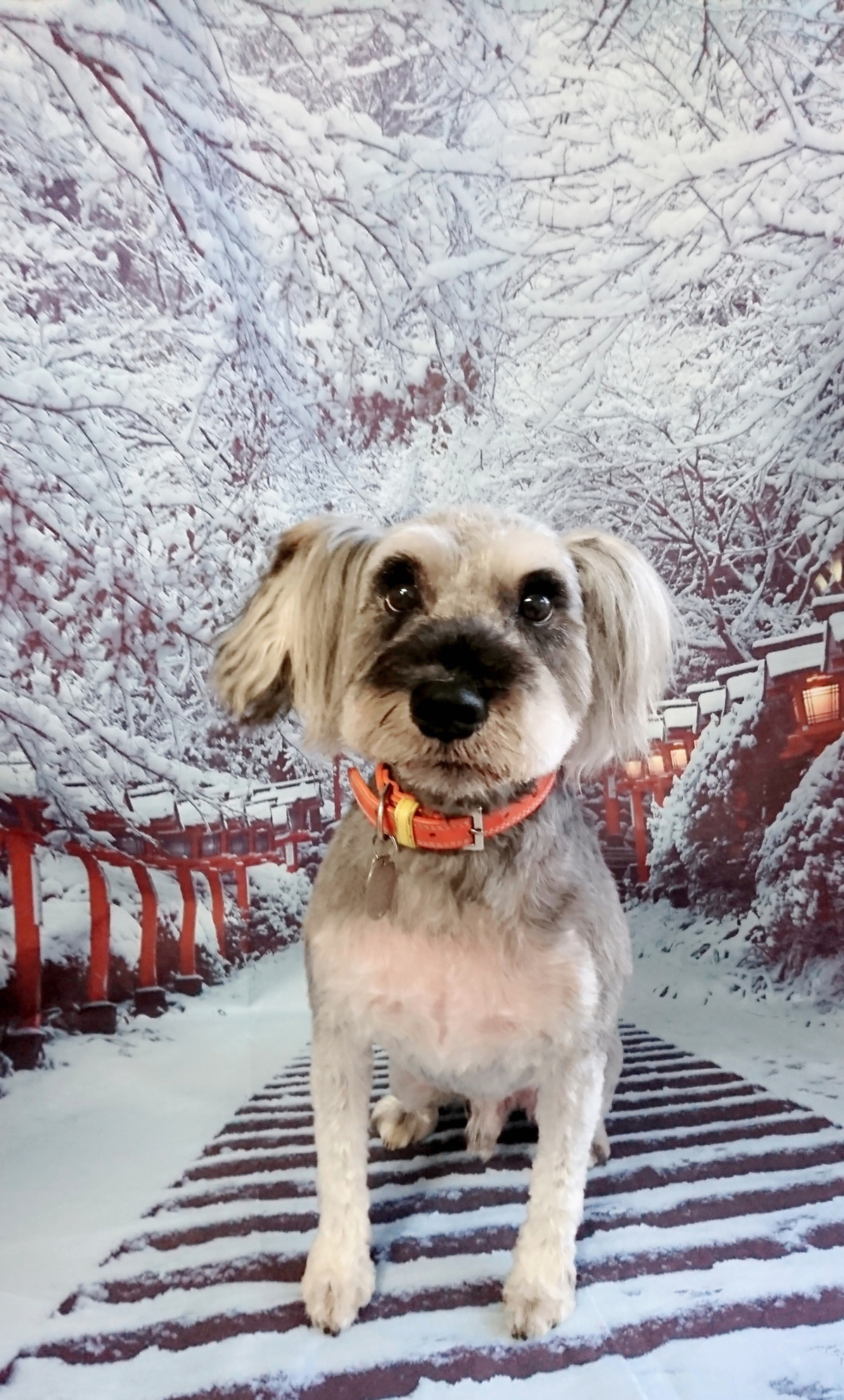 シュナウザーのしなちゃん トリミングコース