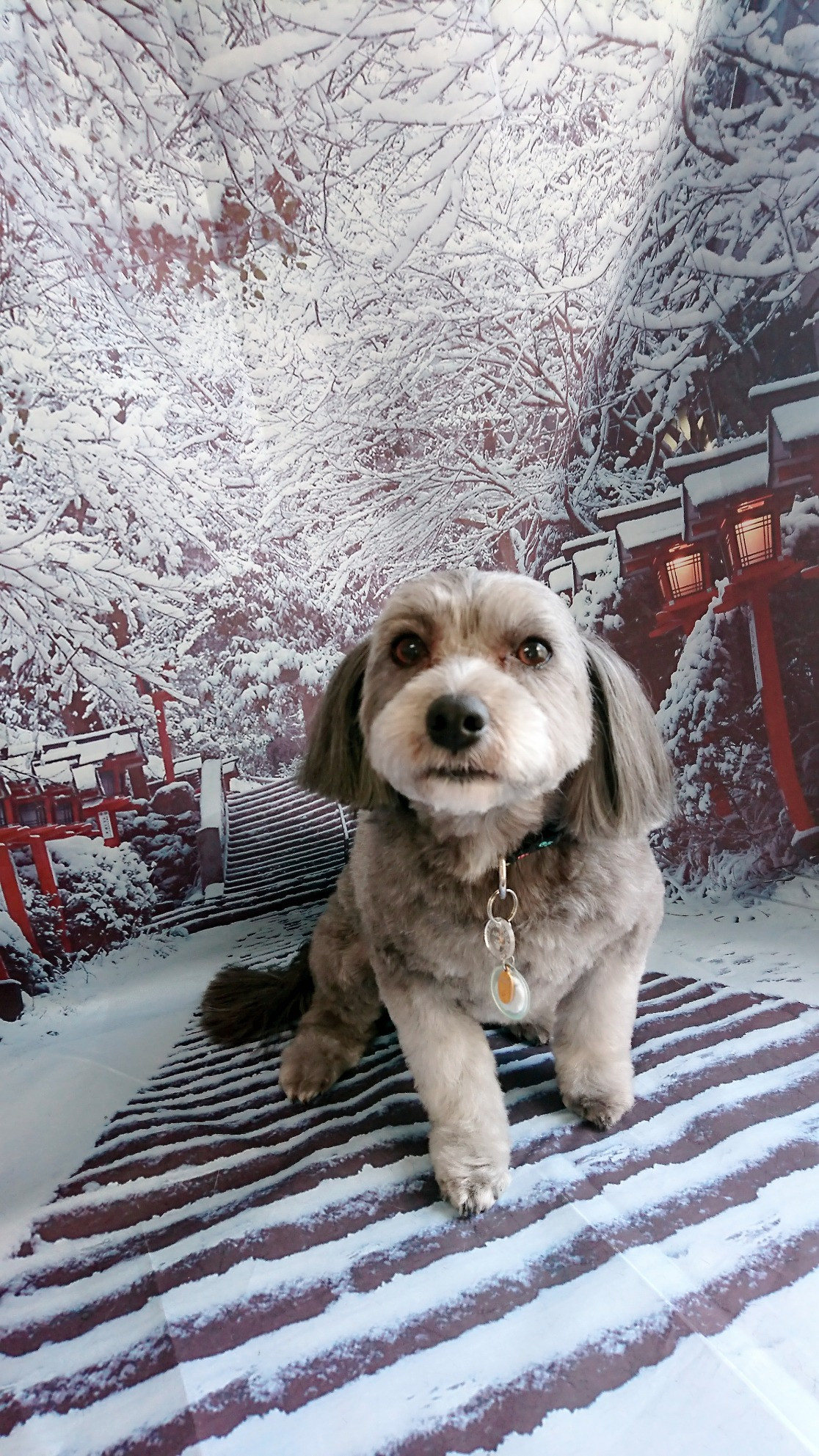 MIXのLUNAちゃん トリミングコース