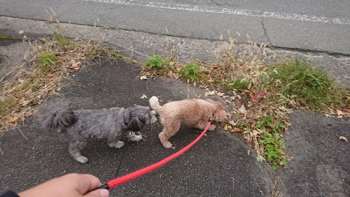 MIXのLUNAちゃん トリミングコース