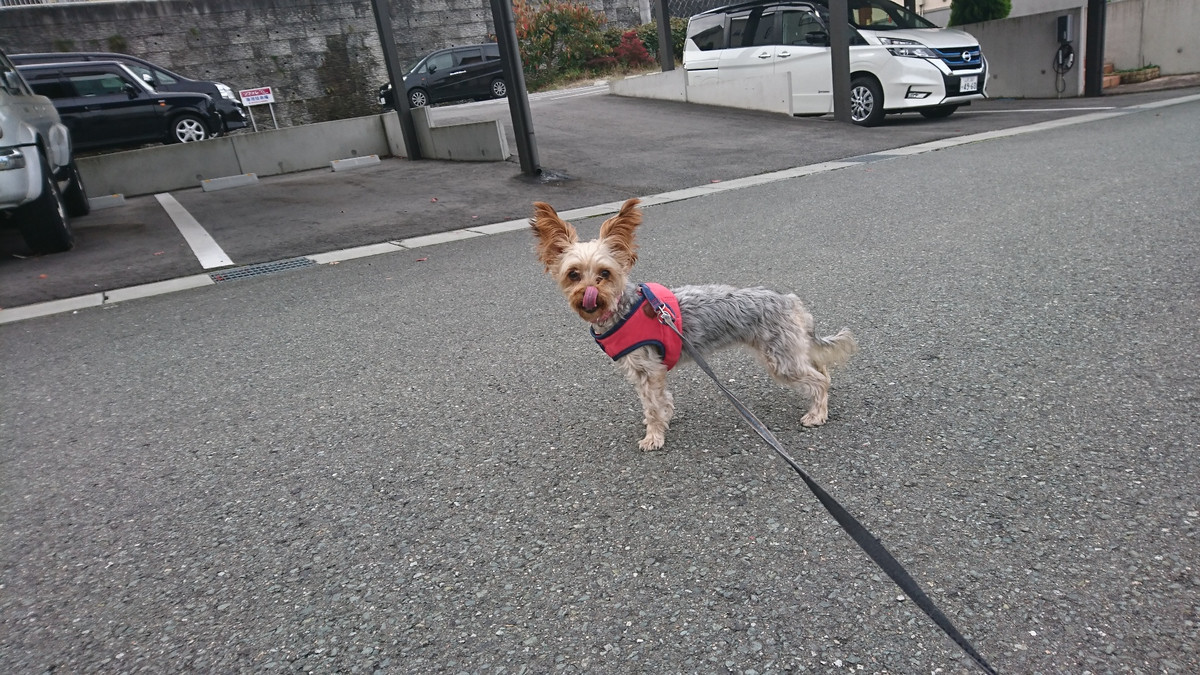 ダックスの大和ちゃん&ヨーキーのムギちゃん お泊まりの様子