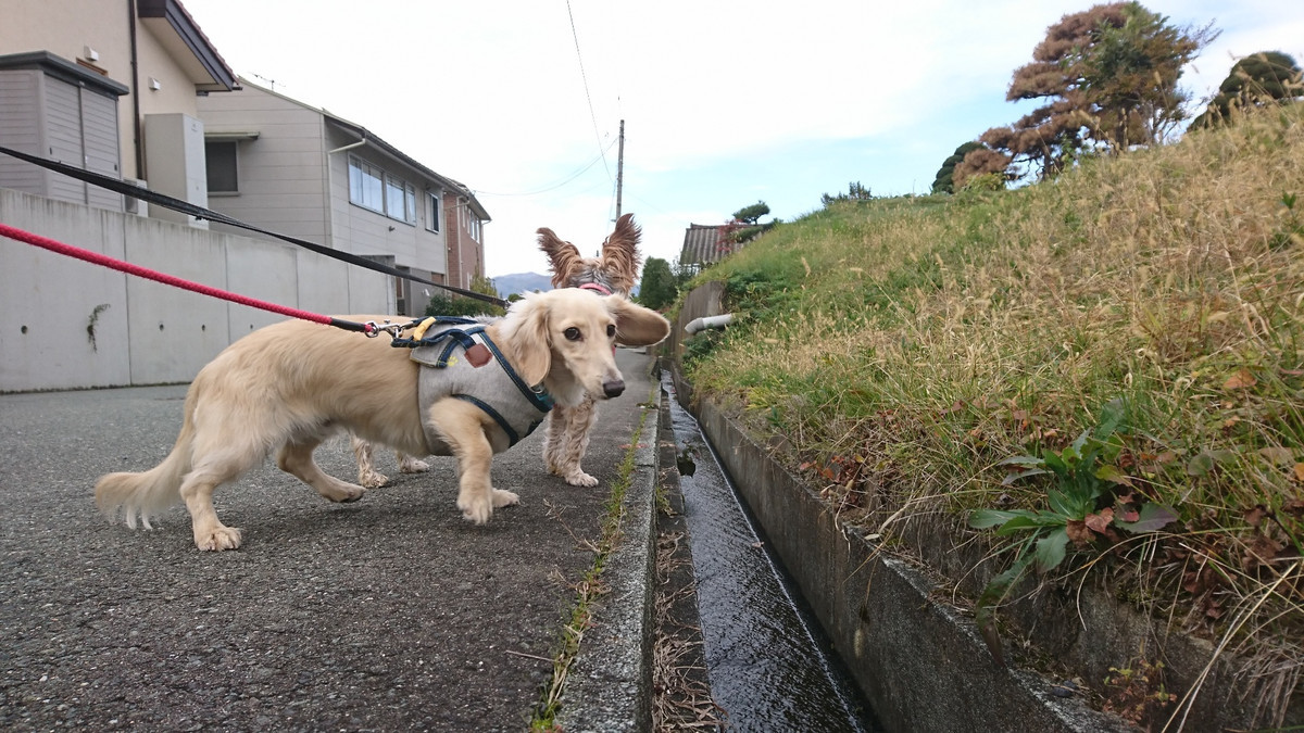 ダックスの大和ちゃん&ヨーキーのムギちゃん お泊まりの様子