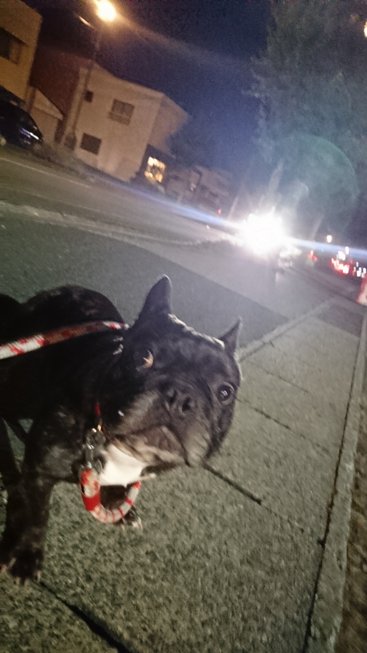 フレブルのゴンちゃん お泊まりの様子