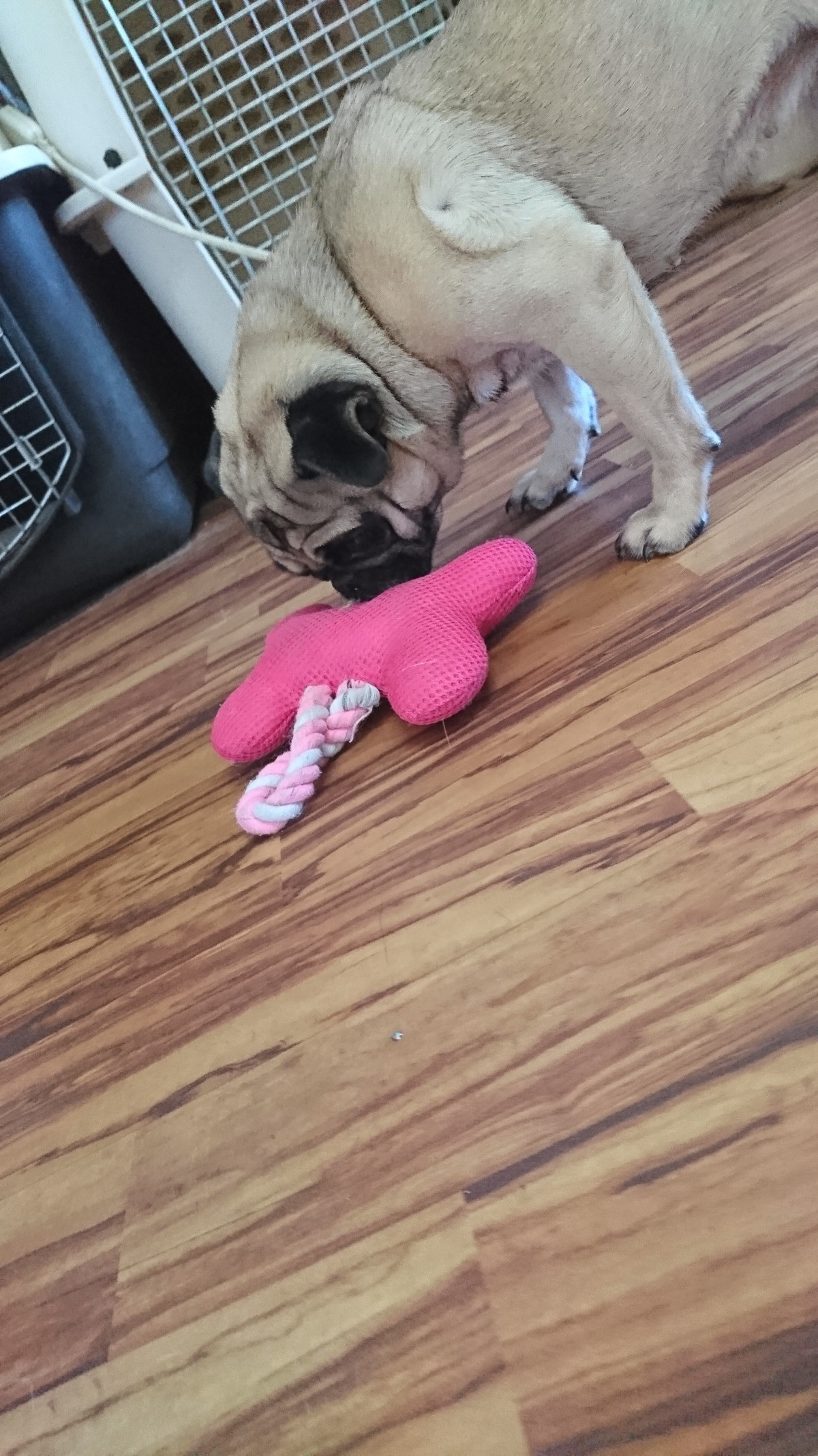 パグのヨシコちゃん お泊まりの様子