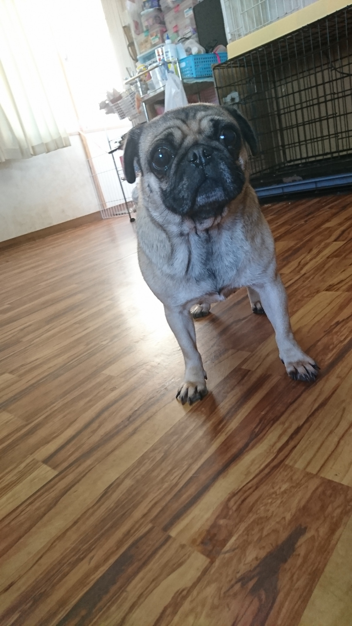 パグのヨシコちゃん お泊まりの様子