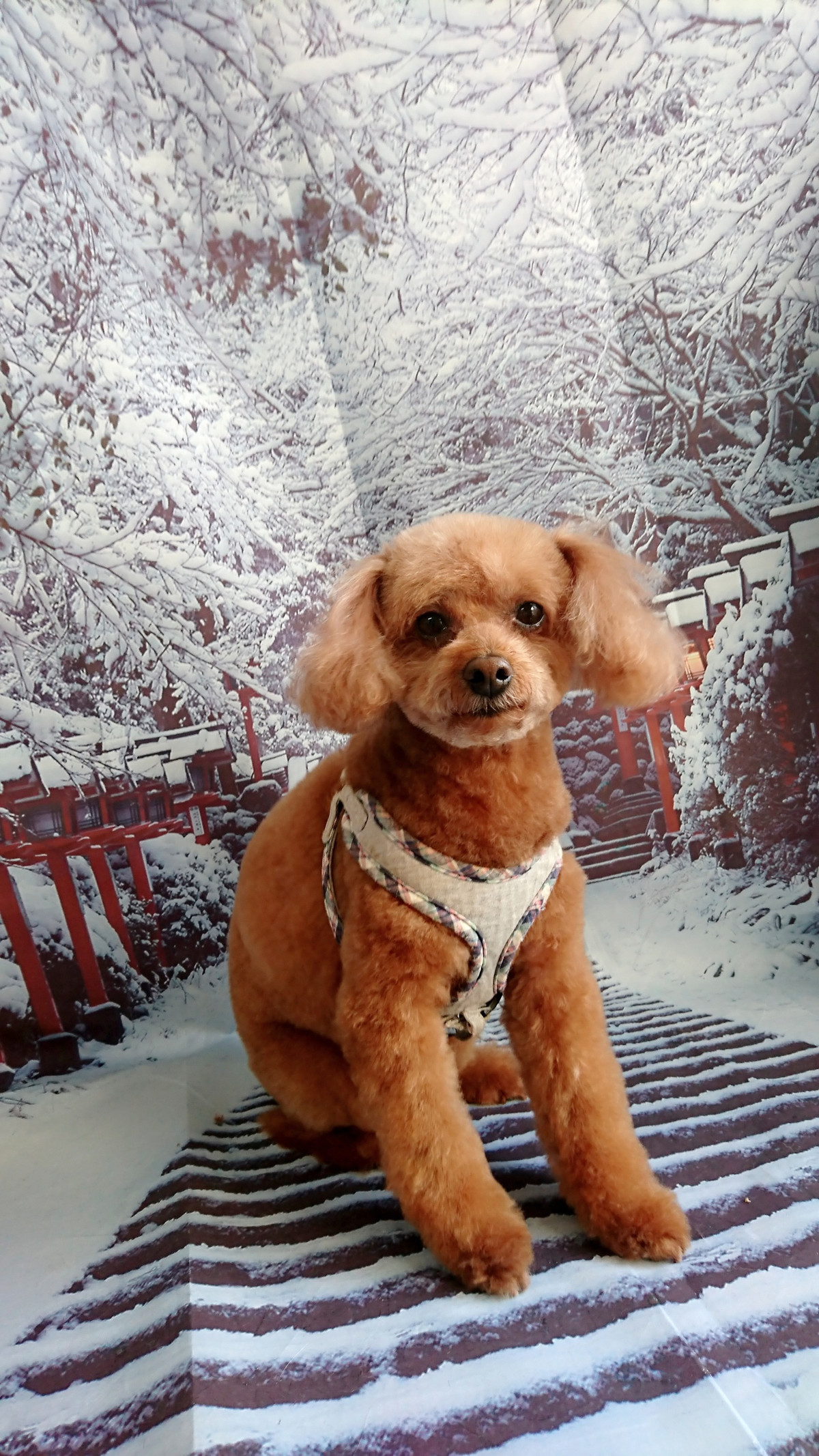 プードルのハルちゃん トリミングコース