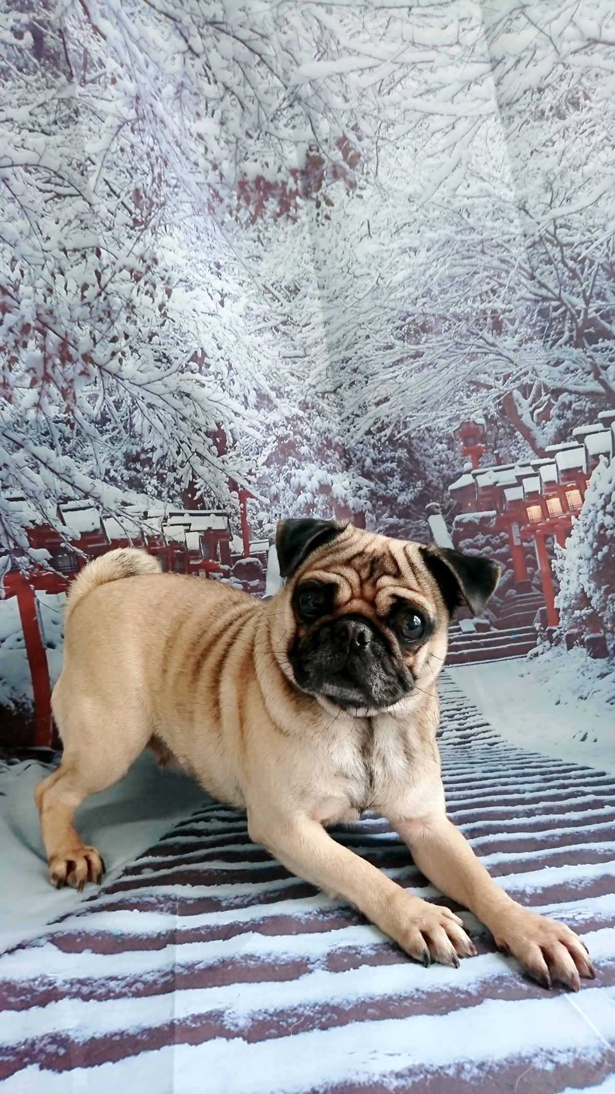 パグのヨシコちゃん お爪切り