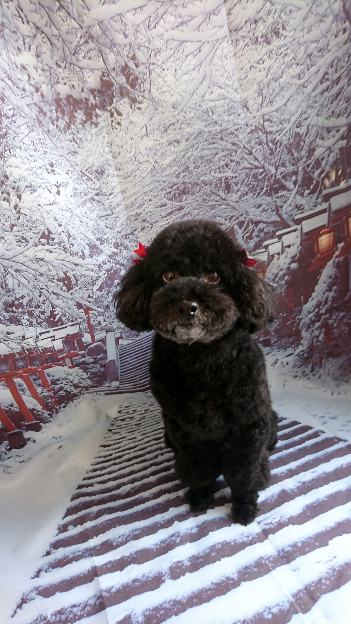 プードルのクールちゃん シャンプーコース