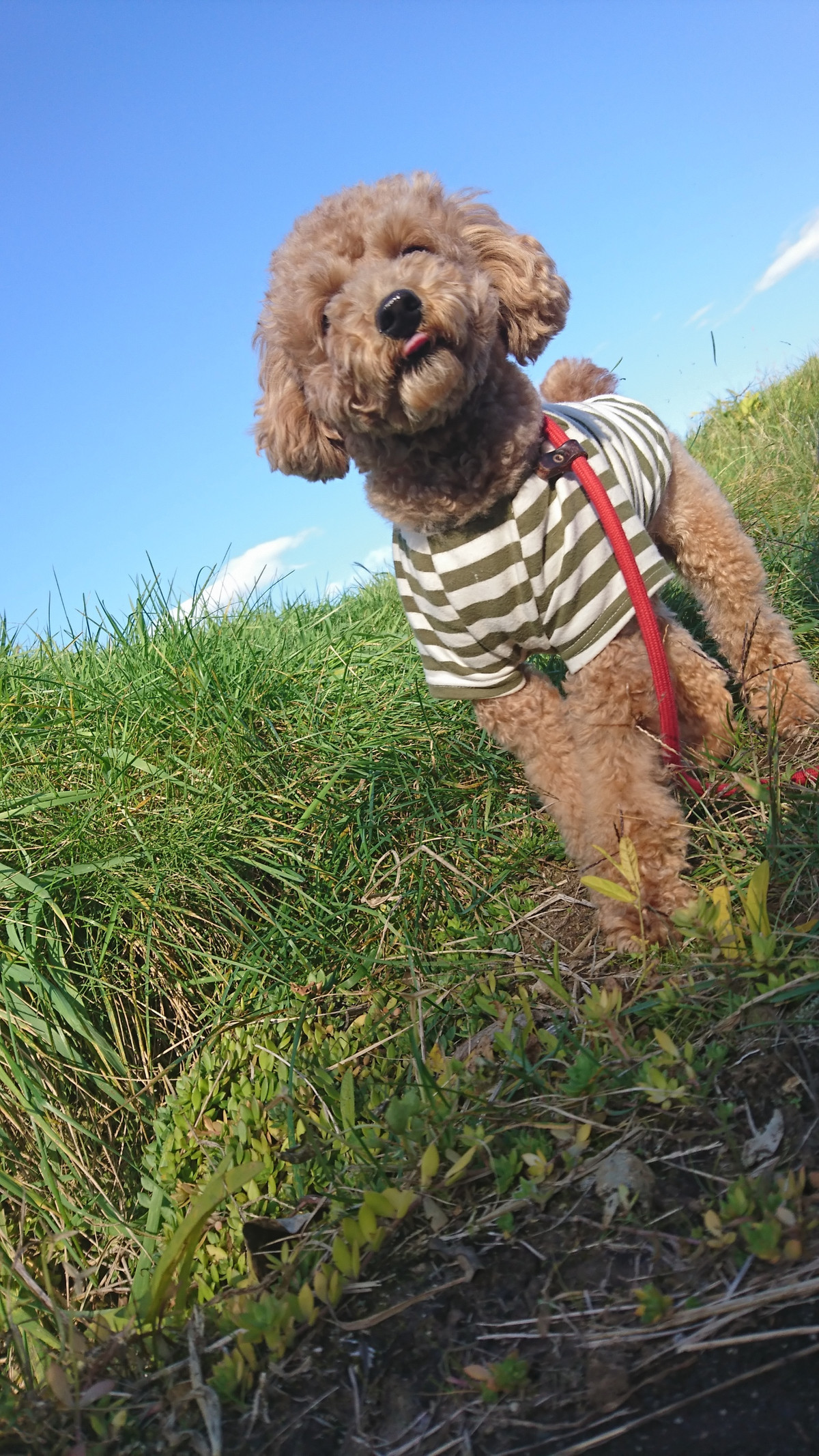 プードルのまるちゃん お泊まりの様子