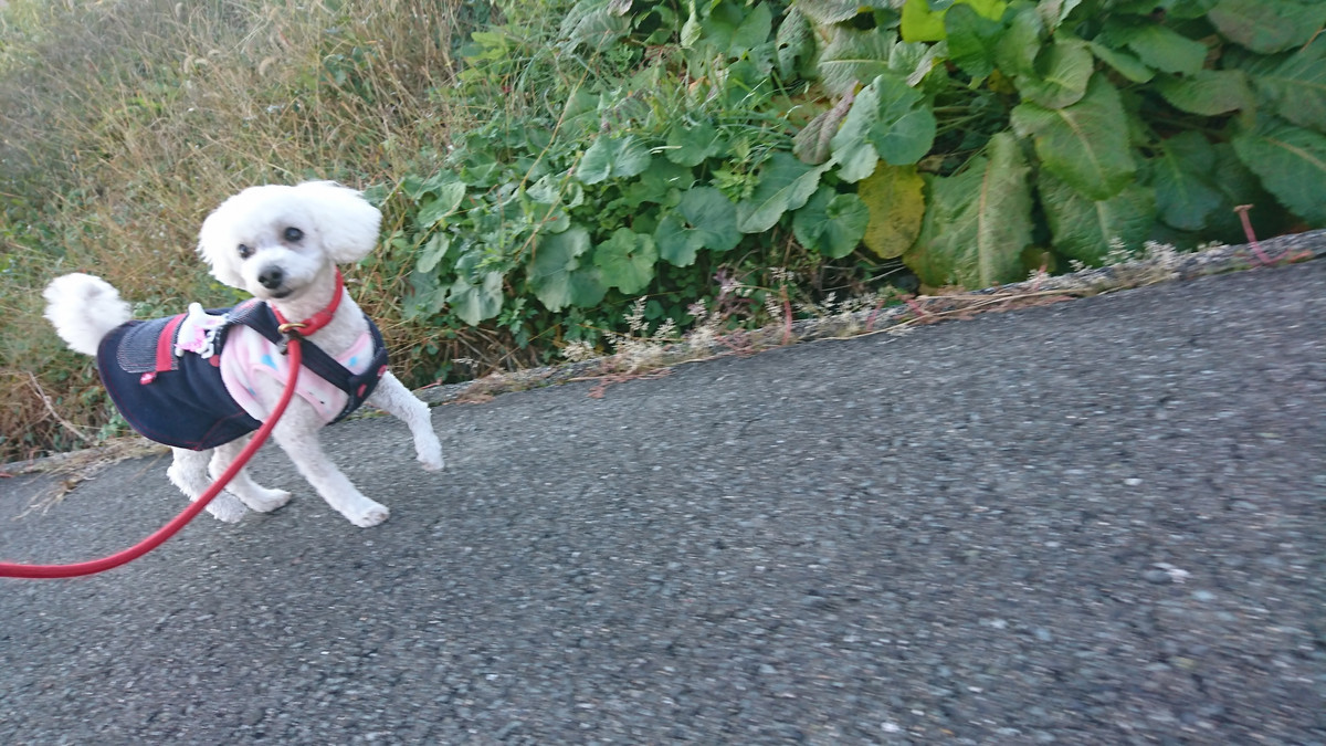プードルのココちゃん お泊まりの様子
