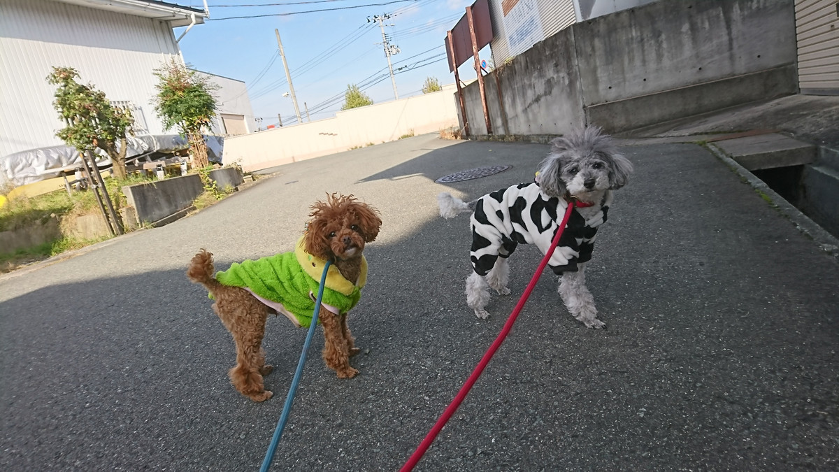 プードルのごんたちゃん＆プータちゃん お泊まりの様子